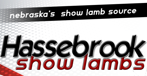 Hassebrook Show Lambs   - Nebraska's NEWEST Show Lamb Source!
