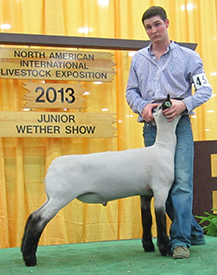 Hassebrook Club Lambs